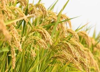 Gạo Biến Động Trái Chiều, Có Loại Tăng 4.000 Đồng/Kg