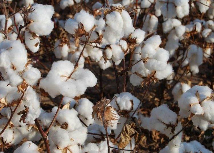 COTTON ( CTE – ICE US )