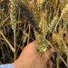 CIMMYT Và Trung Quốc Hợp Tác Giải Quyết Bệnh Lúa Mì Ở Châu Phi