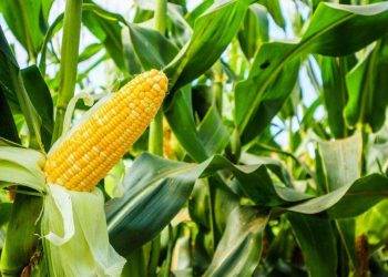 Việc Indonesia Trì Hoãn Lệnh Cấm Xuất Khẩu Đồng Có Thể Đè Nặng Lên Giá 