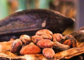 Indonesia Cấp Giấy Phép Xuất Khẩu Đồng Cho Freeport, Amman