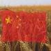 Trung Quốc Thu Hoạch Hơn Một Nửa Lúa Mì Vụ Đông
