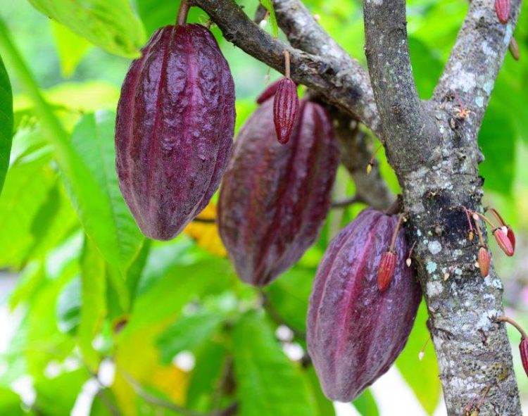 Giá Ca Cao Tăng Vọt Do Thâm Hụt Ca Cao Toàn Cầu Sẽ Tiếp Tục Kéo Dài