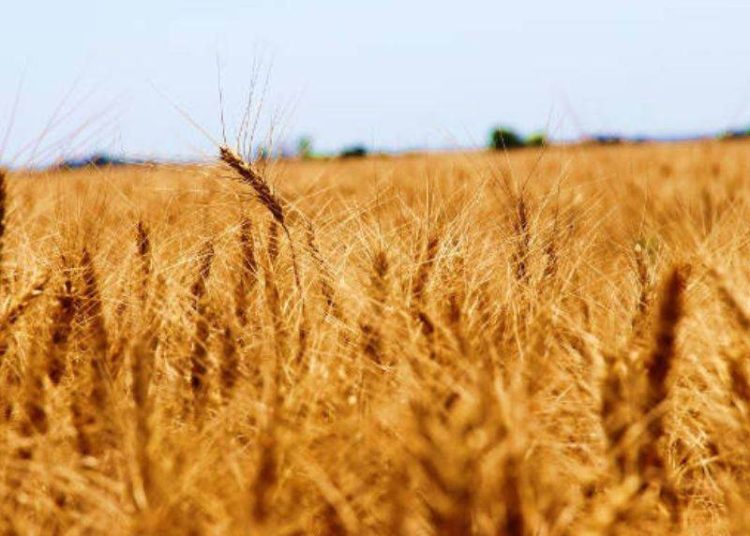 LÚA MÌ KANSAS (KWE - CBOT )