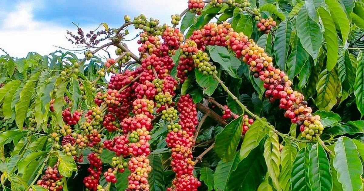 Cà Phê Arabica Tăng Vừa Phải Do Thời Tiết Brazil Có Nhiều Thay Đổi