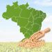 Giám Đốc IGC: Brazil Có Thể Thay Đổi Cơ Cấu Dòng Chảy Thương Mại Của Ngũ Cốc Và Hạt Có Dầu