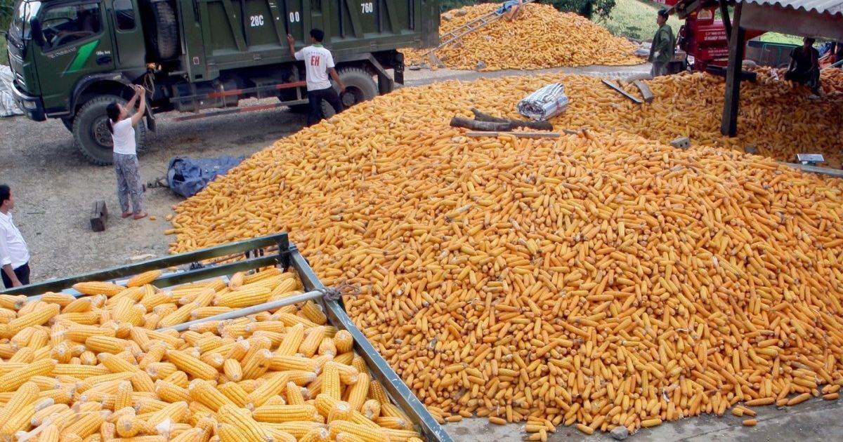 Xuất Khẩu Ngô Và Đậu Nành Của Mỹ Tiếp Tục Xu Hướng Giảm