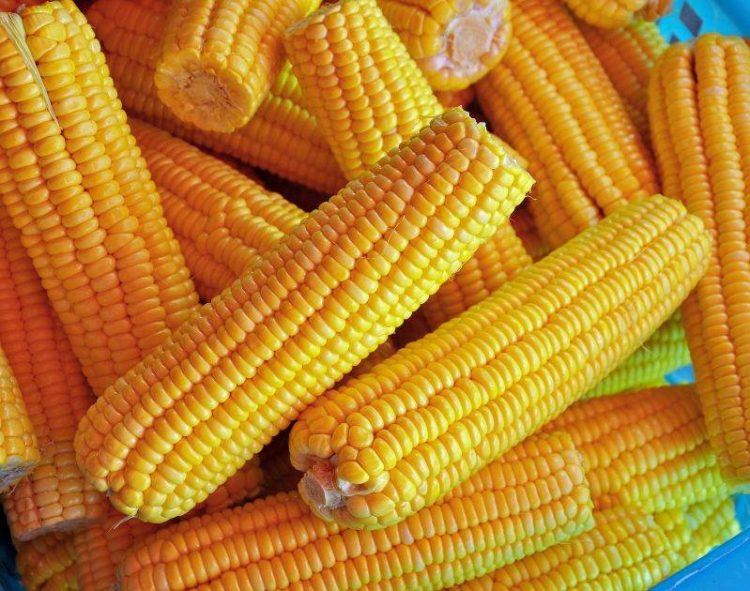 Giá Ngô Tìm Thấy Đà Tăng Khiêm Tốn