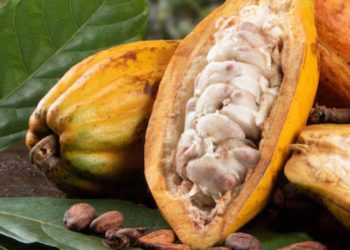Giá Cacao Kết Thúc Phiên Giao Dịch Tăng Mạnh Do Nhu Cầu Cacao Cao Tại Châu Âu