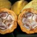 Sản Lượng Cacao Ghana Chỉ Bằng Một Nửa Mức Trung Bình Khi Thu Hoạch Gần Như Hoàn Tất