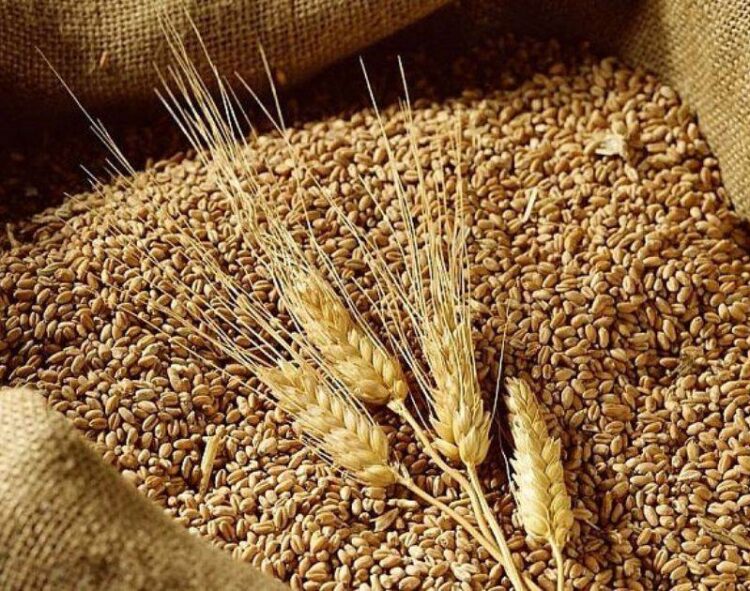 Lúa Mì Giảm Trở Lại Vào Lúc Đóng Cửa Phiên