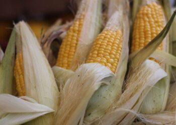 Ngô Tăng Giá Vào Thứ Hai, USDA Cho Thấy Điều Kiện Giảm