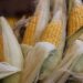 Ngô Tăng Giá Vào Thứ Hai, USDA Cho Thấy Điều Kiện Giảm