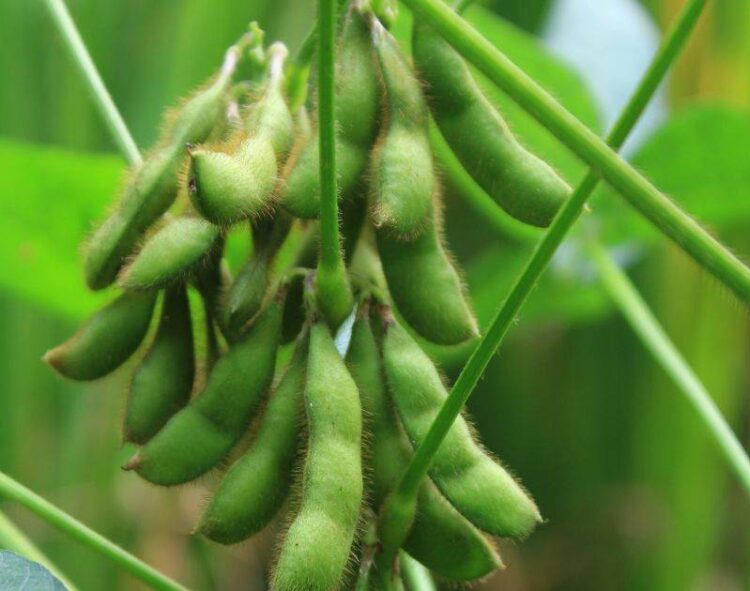 Đậu Tương Giảm Giá, Dầu Đậu Yếu Hơn