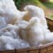 Cotton Tăng Giá Ở Các Hợp Đồng Ngắn Hạn