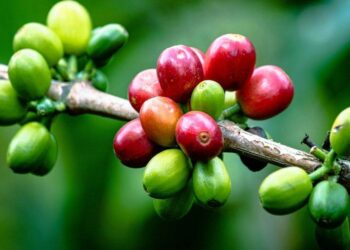 Giá Cà Phê Được Hỗ Trợ Bởi Điều Kiện Khô Hạn Ở Brazil