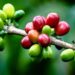 Giá Cà Phê Được Hỗ Trợ Bởi Điều Kiện Khô Hạn Ở Brazil