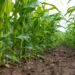 Nông Dân Brazil Bắt Đầu Trồng Vụ Ngô Đầu Tiên Năm 2024/25, Agrural Cho Biết