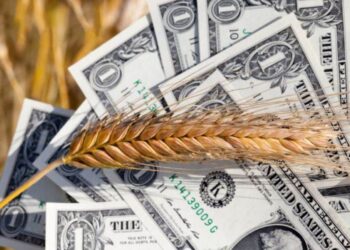 Giá lúa mì ở Ukraine giảm do áp lực từ giá thế giới giảm