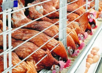 Cuộc Điều Tra Cho Thấy Đông Nam Á Đang Giữ Rào Cản Đối Với Xuất Khẩu Ngũ Cốc Thức Ăn Chăn Nuôi