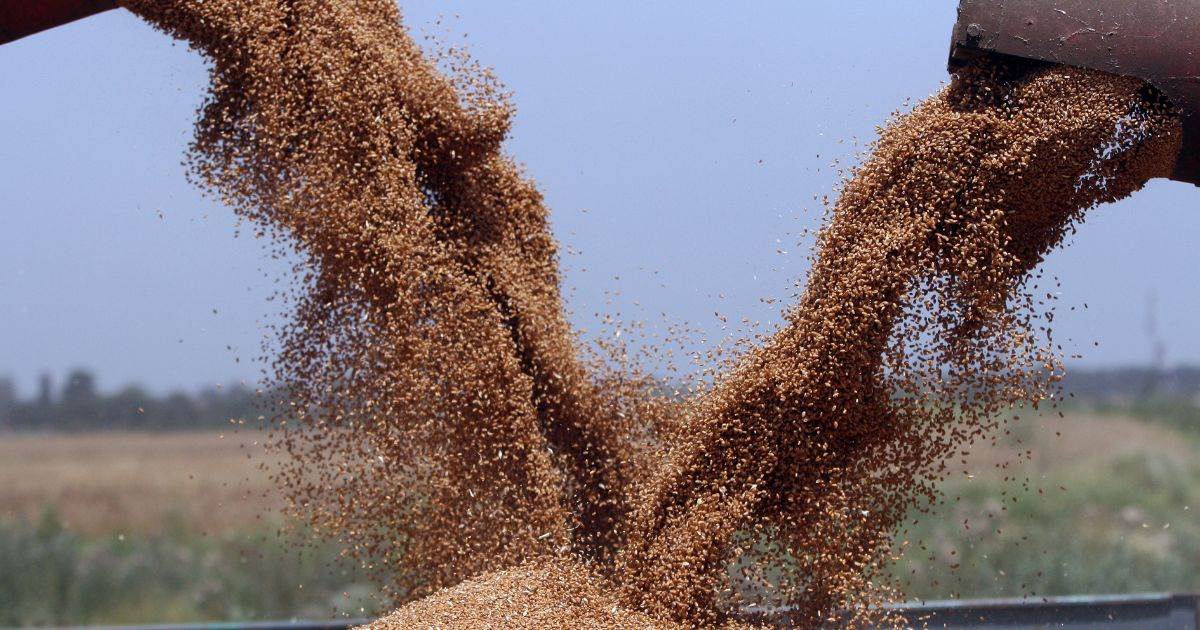 Cuộc Điều Tra Cho Thấy Đông Nam Á Đang Giữ Rào Cản Đối Với Xuất Khẩu Ngũ Cốc Thức Ăn Chăn Nuôi
