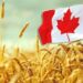 Statcan Nâng Dự Báo Mùa Màng Cho Lúa Mì, Cải Dầu Và Đậu Nành, Nhưng Hạ Dự Báo Ngô Và Lúa Mạch