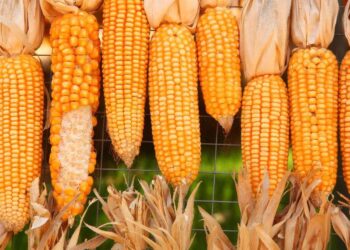 Nông Dân Ở Mato Grosso Sẽ Cần 121 Bu/Ac Ngô Để Trang Trải Chi Phí