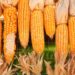 Nông Dân Ở Mato Grosso Sẽ Cần 121 Bu/Ac Ngô Để Trang Trải Chi Phí