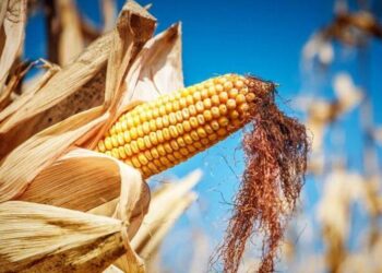 Năng Suất Ngô Ở Phía Bắc Mato Grosso Do Sul Vượt Quá 124 Bu/Ac