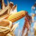 Năng Suất Ngô Ở Phía Bắc Mato Grosso Do Sul Vượt Quá 124 Bu/Ac