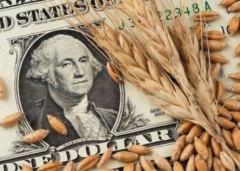 Giá Lúa Mì Thế Giới Đang Phục Hồi Sau Khi Giảm, Nhưng Ở Ukraine Giá Vẫn Tiếp Tục Giảm