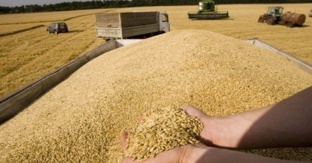 Giá Lúa Mì Ở Ukraine Giảm Do Áp Lực Từ Giá Thế Giới Giảm