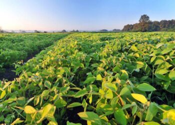 Usda Dự Kiến Sẽ Tăng Ước Tính Về Sản Lượng Và Trữ Lượng Đậu Nành Của Hoa Kỳ Trong Năm 2024/25
