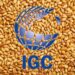 Igc Nâng Dự Báo Sản Lượng Ngô Toàn Cầu, Cắt Giảm Vụ Lúa Mì