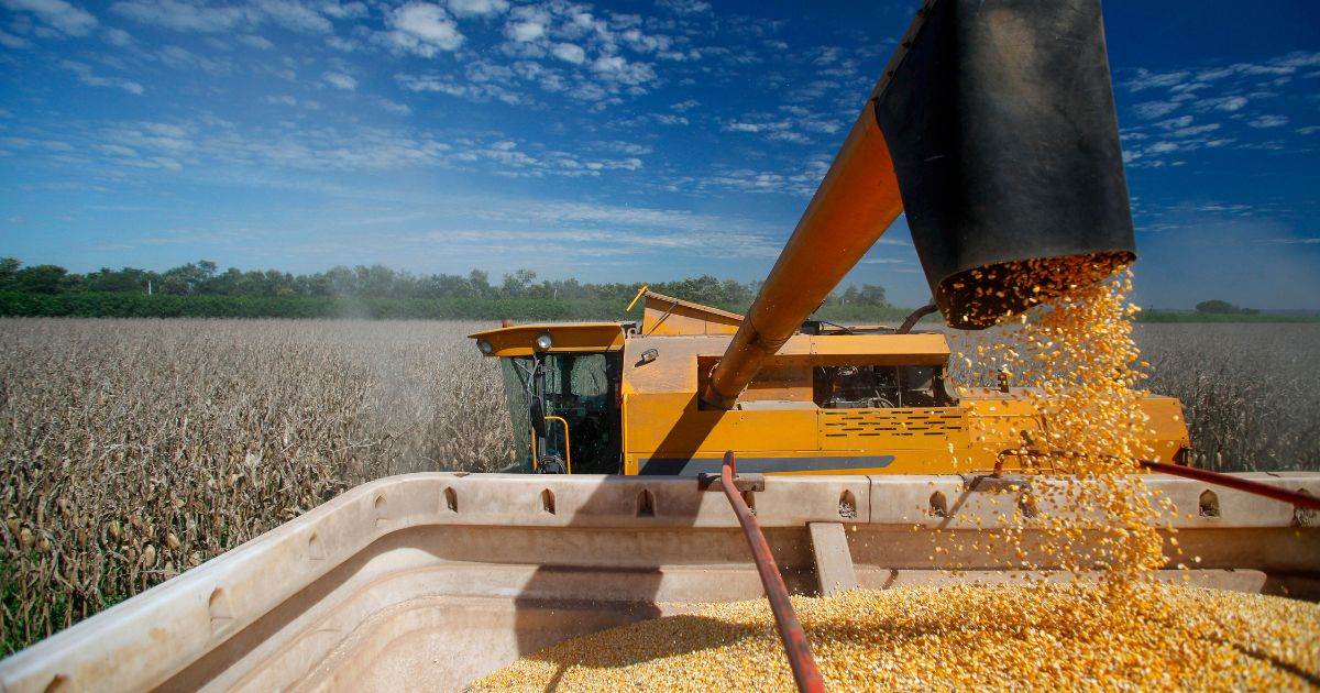  Thị Trường Brazil Chậm Lại Với Giá Ngô Tại Các Cảng Thấp Hơn