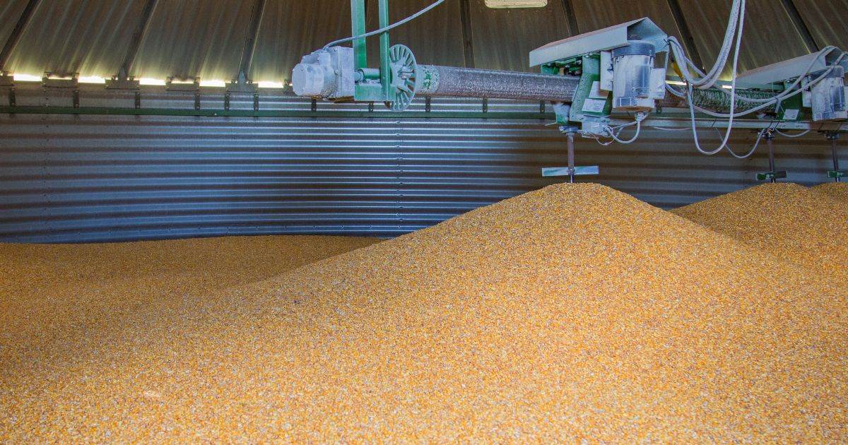 Tất Cả Các Nhà Xuất Khẩu Ngô Lớn Đều Thấy Giá Thầu Tăng – Usda Fas