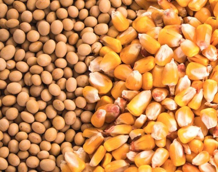 Ngô Mỹ Đang Chịu Ảnh Hưởng Nặng Nề Từ Giá Ngũ Cốc Giảm Và Cạnh Tranh Từ Nước Ngoài