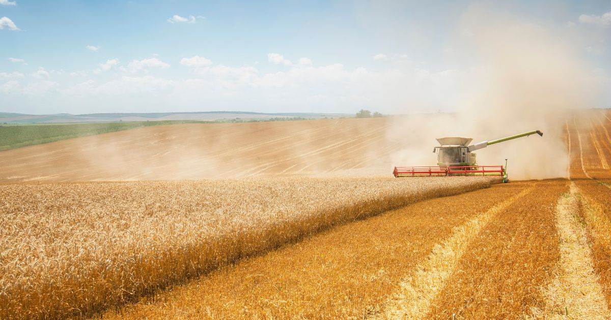 Brazil Tăng Hạn Ngạch Nhập Khẩu Lúa Mì Miễn Thuế Thêm 250.000 Tấn