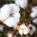 Cảng Darwin Chuẩn Bị Xuất Khẩu Kiện Bông Đầu Tiên