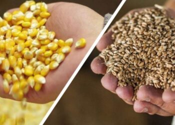 Giá Lúa Mì Làm Thức Ăn Chăn Nuôi Giảm Gây Áp Lực Lên Nhu Cầu Ngô Trong Thị Trường Thức Ăn Gia Súc