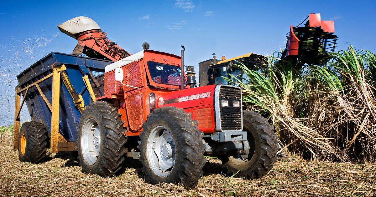 Sản Lượng Đường Tại Việt Nam Tăng Mạnh, Đáp Ứng Nhu Cầu Tiêu Thụ Trong Nước