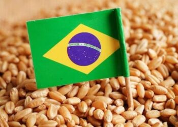 Brazil tăng hạn ngạch nhập khẩu lúa mì miễn thuế thêm 250.000 tấn