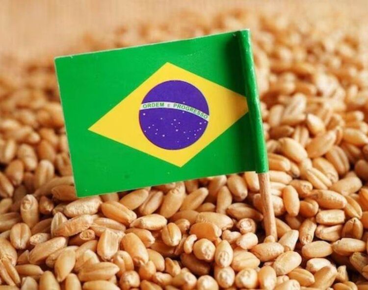 Brazil tăng hạn ngạch nhập khẩu lúa mì miễn thuế thêm 250.000 tấn