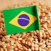 Brazil tăng hạn ngạch nhập khẩu lúa mì miễn thuế thêm 250.000 tấn