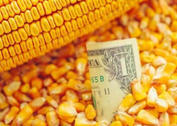 Giá Mua Ngô Tại Ukraine Đã Tăng Trong Bối Cảnh USD Mạnh Lên