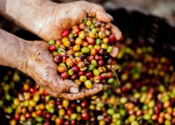 Vì Sao Thị Trường Mua Bán Qua Sở Giao Dịch Hàng Hóa Chưa Phát Triển?