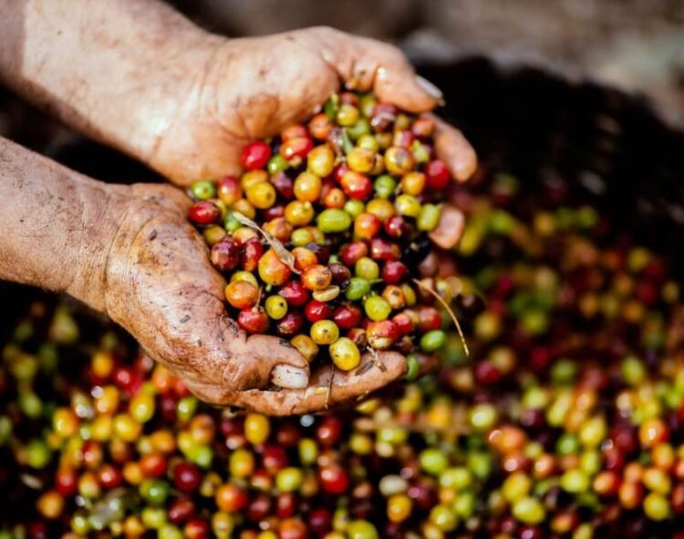 Vì Sao Thị Trường Mua Bán Qua Sở Giao Dịch Hàng Hóa Chưa Phát Triển?