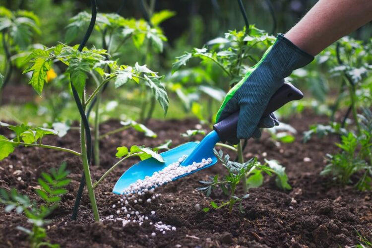 Ngày 8/4, Ấn Độ đã nâng mức trợ cấp phân bón theo hàm lượng dinh dưỡng cho vụ gieo trồng mùa hè thêm 11,6% so với cùng kỳ năm trước. Quyết định này nhằm bảo vệ nông dân trước đà tăng của giá phân bón toàn cầu sau cuộc chiến giữa Mỹ - Israel và Iran.