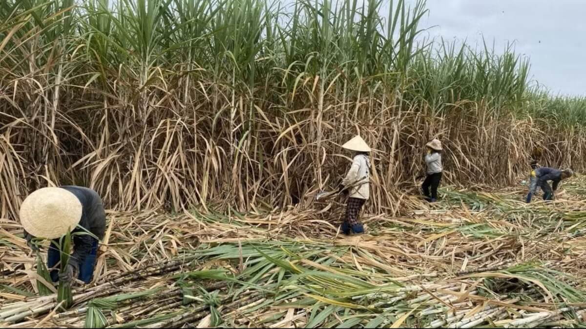 Việt Nam: Ngành mía đường trước nguy cơ “vỡ trận”, cần gia cố sức cạnh tranh của chuỗi liên kết sản xuất