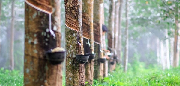 Theo một báo cáo điều tra nội bộ, dữ liệu từ Cơ quan Thuế Ghana (GRA) cho thấy nước này đã xuất khẩu tới 89.680 tấn cao su thô trong năm 2024, trong khi Cơ quan Phát triển Cây công nghiệp (TCDA) không cấp bất kỳ giấy phép xuất khẩu nào trong năm này.